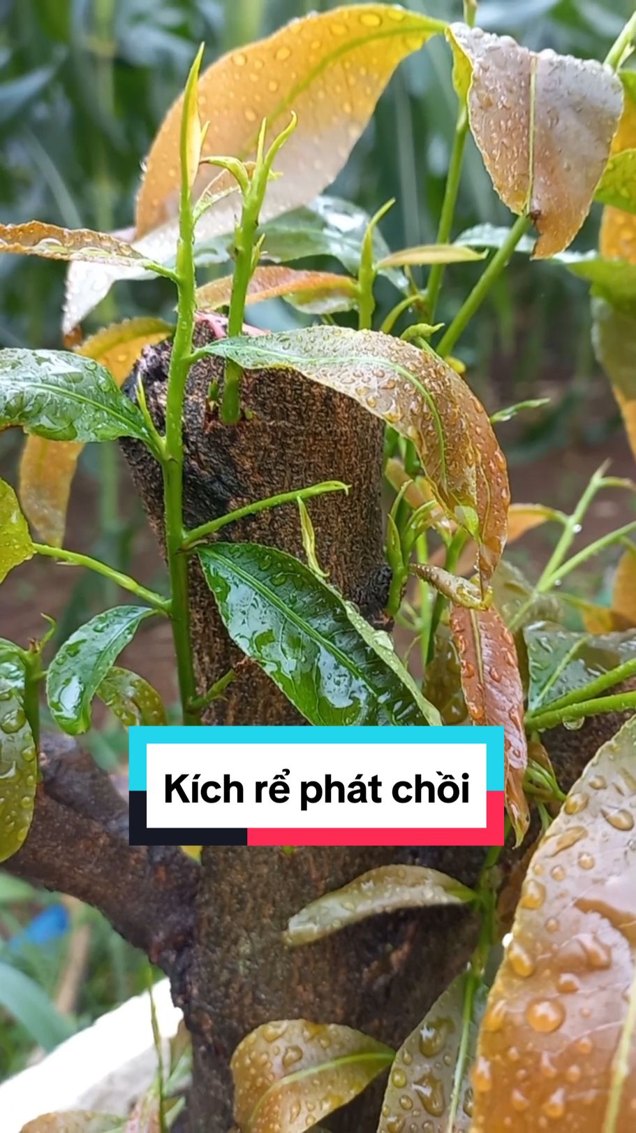 Kích rể phát chồi #kichre #maiphoi #maivang #bonsai #caykieng #nongdanchandat47bmt 