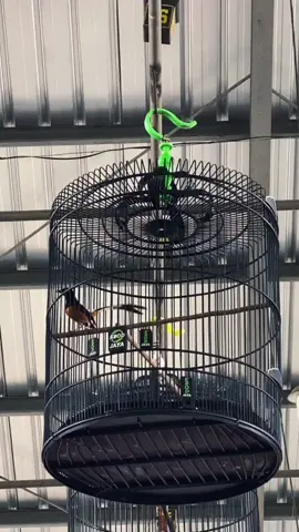 #wongtulusgayabebas #muraimania #muraibatu #kicaumaniaindonesia #kicaumanianusantara #tukangantangburung #pemudaantisambat #muraibatustory #pastoljahat #sujudsyukur #modesungkem .