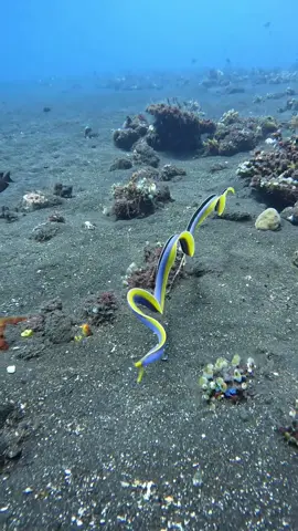 Stranger Ocean// 🎥 IG @abyssdivecenteramed // #WildlifePhotography #NaturePhotography #Wildlife #AnimalPhotography #NatureLovers #WildlifePerfection #NatureShots #PlanetEarth #WildlifePlanet #InstaNature #WildlifeAddicts #EarthCapture #WildlifePhotographer #AnimalLovers #NatureBrilliance #aquarium #ocean #oceanlover #underwater #underwaterphotography 