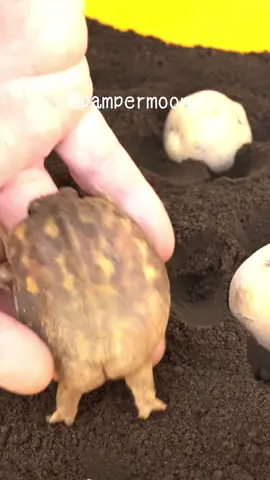 Baby Potato Monster🥔🥔 #rainfrog #frog #commonrainfrog #アメフクラガエル #カエル 