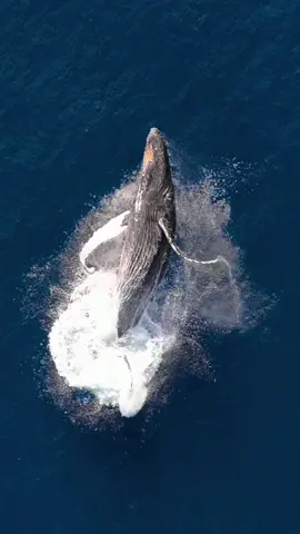 An Olympic jump 🤾 Shot on @djiglobal Mavic air 3 HDR | 4K | 60fps | shutter 1/1600 #whales #discoverwildlife #earthofficial #exclusive_wildlife #natgeowild #splendid_animals #wildlife_shots #wildlifeaddicts #wildlifelovers #wildlifepage #wildlifeplanet #oceanlove #oceanair #oceanvibes #oceantherapy #majestic_earth #earthexperience #naturelover #earth_deluxe #allnatureshots #openmyworld #passionpassport #equipment #skypixelcreator #djiglobal