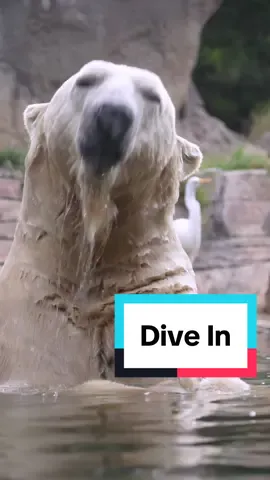 Water you waiting for? Dive into the Summer Zoolympics 🏆 🌊 #summergames #dive #sandiegozoo