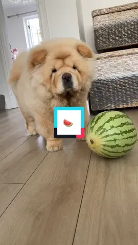 Strange looking ball 🍉 #chowchow #chowchowpuppy #honey #chowchowdog #puppy #watermelon #puppiesoftiktok 