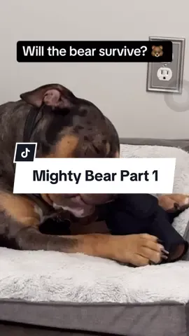 Kanes #MightyBear 2.0 came, will it survive? Mighty Bear is made of tear resistant fabric for power chewers! @allardandbeaufort #dogsoftiktok #petparent #dogtoys #toys #powerchew #americanbully #raisingkane 