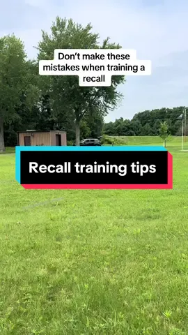 My top tips to training a reliable recall. If this helped you, please boost my video by interacting with it so i can help more people. #dogtrainingtips #doberman #recallyourdog 
