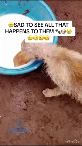 Dogs suffering  #foryou #viral #pets #rescuedog #new #puppy #fyp #dog #dogsoftiktok #dogs 