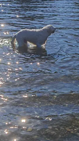 #tuffo #goldenretriever #caldo #europa #felicita 