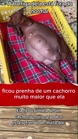 Cachorra ficou prenha de um cachorro muito maior que ela#CapCut #animals #dog 