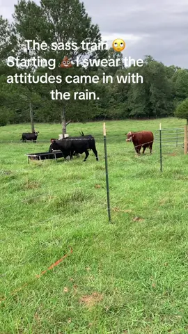 #foryou #cow #farmer #sass #2024 #trump #