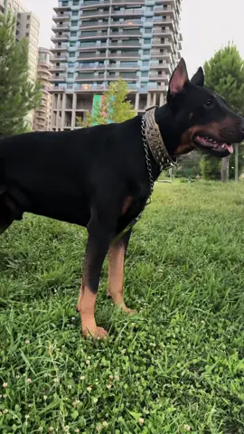 Baron🦈 #fypシ゚viral #doberman #dog #keşfet #azerbaijan #boynagalava 