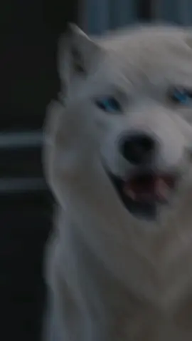 citation et paroles #فرنسا🇨🇵_بلجيكا🇧🇪_المانيا🇩🇪_اسبانيا🇪🇸 #الجزائر_تونس_المغرب #CapCut 