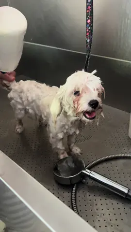 Enjoying the Spa🏅#doggo 