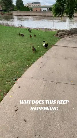 i always go and visit two ducks when im here but today there was a MF HERD of them. i no longer feel safe here 