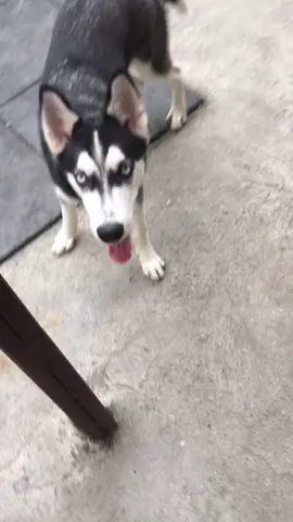 Y bien loco #husky #fyp #mascotas #foryou 