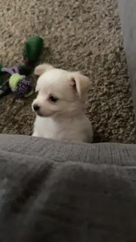 idiot puppy cant get up on the couch #puppy #animal #cutedog #cutepuppy #sillyanimal #sogydogy #puppytime #dog 