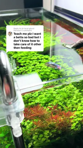 Replying to @Ur local ghost Dameon im not the best speaker and the echo is terrible but if i missed anything please comment #aquascape #aquarium #fish #tiktok #fypage #plants #garden #betta 