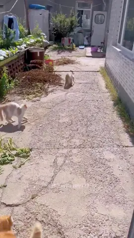 Why do they always fighrt?🤣#cat #cats #cutecat #catlover #catsoftiktok #fyp #foryou #foryoupage #funny #fypシ #funnycat #funnyvideos #funnytiktok #funnyanimals #kitty 