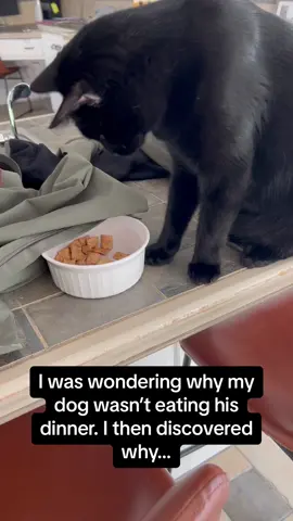 Kitty said “and I’ll do it again” 🤣🤣 #RoadTo15Million #Pubity  (Mary Mathis via ViralHog)