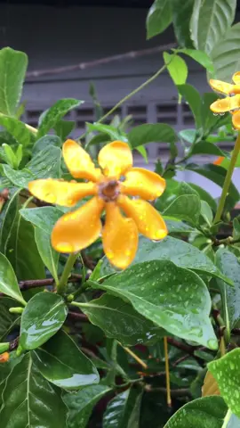 #ต้นพุดน้ําบุศย์ #ดอกไม้ไทยกลิ่นหอมมาก #กดสั่งในตะกร้าได้เลยจ้า❤️🧺 #foryoufypシ゚viral☆♡💯 #คุ้มค่าคุ้มราคา #ถูกมาก #tiktokต้นไม้มงคล  @Lovely cawaii shop  @Lovely cawaii shop  @Lovely cawaii shop 