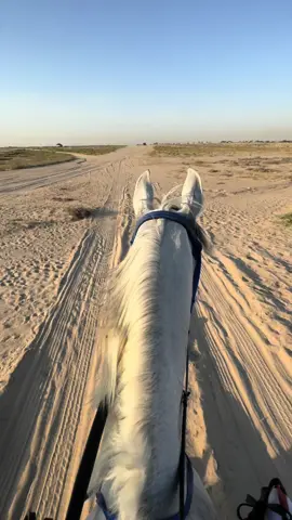 ما شاء الله #تصويري #خيل #الشرقيه #اسطبل #فرس #حصان_عربي_أصيل #ركوب_الخيل 