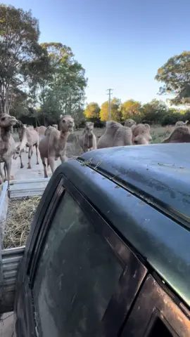 Some days feel like this music #cameltok 