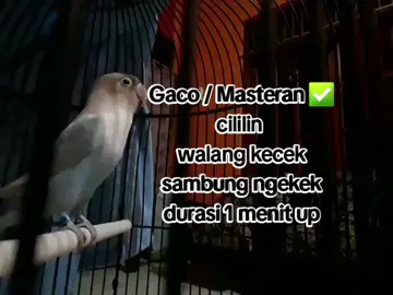 #lovebird #fighter #durasipanjang #ngekekpanjang #beranda #pengikut #lovebirdmania #ngekekmania #konslet #minor #kicauburung #kicaumania #fyp #🔥🔥🔥 #gt_team #agas_agas15 #madiun #hariini #cililin #walangkecek #kapastembak #masteran