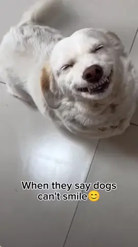 Hope this lights up your day. 😊 #dogsarehappiness #dogsarefamily #dogsareloyal #unconditionallove #dogsdeservelove  #dogsoftiktok #fyp 