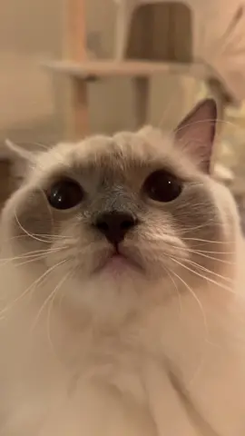 lelellaallalelellalalala #cattok #catsoftiktok #ragdollcat #fyp