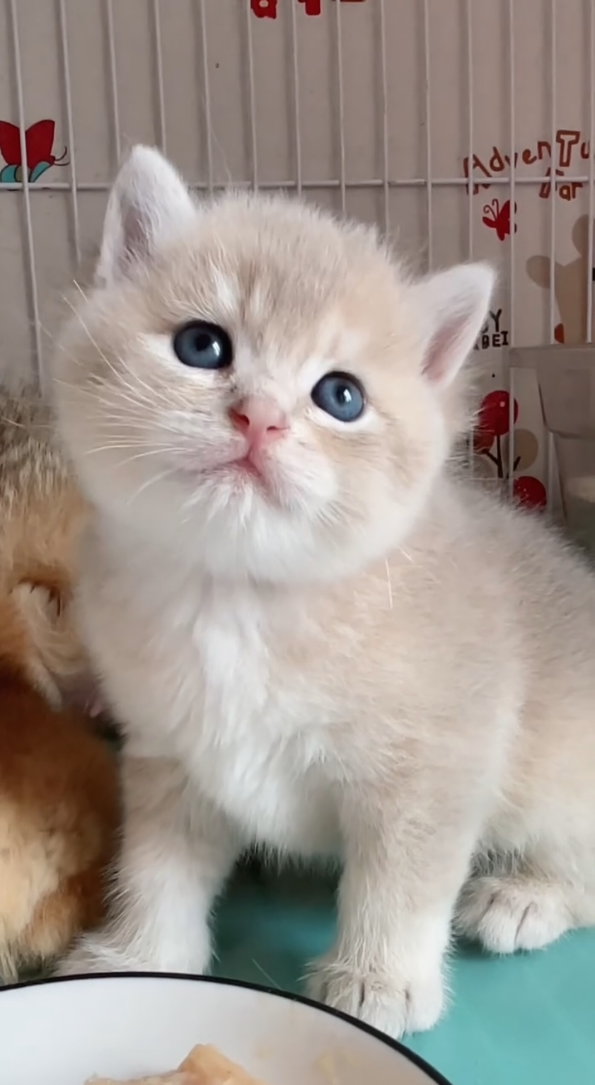 Cute kitten #cutepets #lovecats #cutest #catsoftiktok #usa #tiktokusa #viralvideo #fyp #foryoupageoffical 