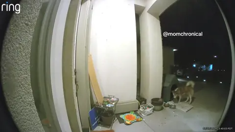 7/27 bedtime routine 💛 • • • #huskylife #straydogs #dogsoftiktok #huskysoftiktok #rescuedogsoftiktok #straysoftiktok #teambandit #banditthestray #dogsarefamily #dogmom #doglover #doggo 