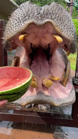 カバにスイカをプレゼント🍉♪ #カバ #スイカ #咀嚼音 #アドベンチャーワールド #asmr #adventureworld #zoo #hippopotamus