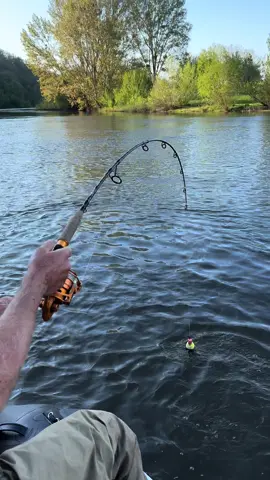 Kolik sumec mohl měřit? 👀#vagnerfishing  #gohardorgohome #bigcatfish #catfish #silure #wels #waller ##riverfish #monsterfish #angeln #fishing #welsangeln #wallerangeln #passion #fishıngıslife 