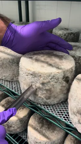 #leedsblue  #yorkshirepecorino #yorkshirecheese #cheese #britishcheese #artisancheese #uk #cheeseboard #Englishcheese #sheepscheese  #deli #cheeselover #awardwinning #chef #Cheesemaker #leeds #London #kase #ost #formaggio #queso 