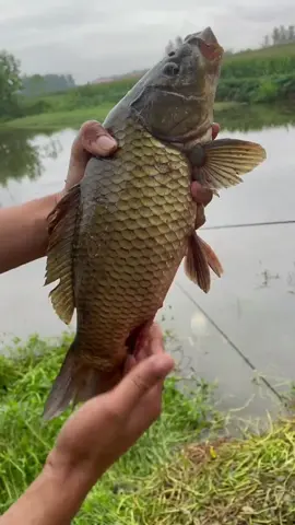 pelet segala jenis ikan #pelet #umpanikan #mancing #galatama #dangdut