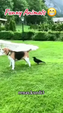 #fun #funny #dog #lover #animals #comedy_category_mu #fypviralシ #fyp #