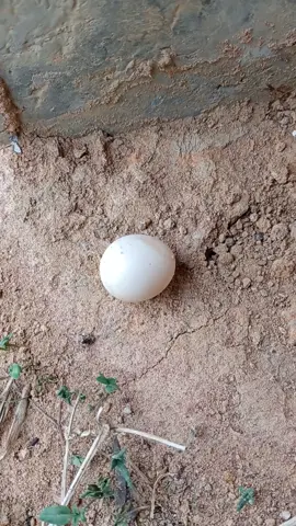 #กรีดยางจ้า😊💚ไข่ไก่แจ้จ้า😊💚 