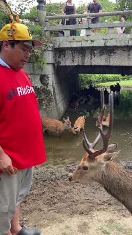 鹿さんのお辞儀が可愛い #へずまりゅう#奈良公園#鹿#おすすめ 