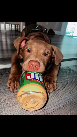 Perfect representation of how amazing @Jif is. 🥰😍 #enzoferrari #jifpeanutbutter #adogsbestfriend #jifxenzo #pittiepack #pittiepup #dogsoftiktok #dogs #puppies 