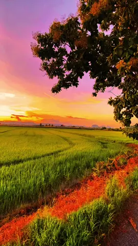 Sapa besa tuju lagu ni kat marka dulu2 , baik hampa ngaku kaih 🫣 #perlismai💙💛 #perlisinderakayangan #tqsupport❤️ #sayaanakperlis #perlis #sawahpadi🌾 #terimakasihorangbaik 