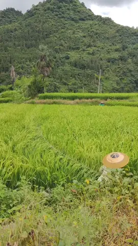 Manual Rope Hybrid Rice Pollination 🌾 Learn the techniques  Stay tuned to enhance your farming practices and boost your crop production! 🔔 Don't forget to like, share, and subscribe for more agricultural tips and tutorials. #RicePollination #HybridRice #Agriculture #FarmingTechniques #CropProduction #BukhariFarms 