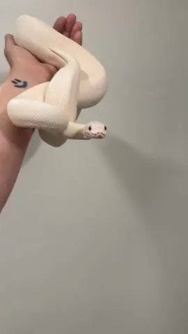 Betty White and her fresh skin  #ballpython #ballpythons #ballpythonmorphs #royal Python #ballpythonsofinstagram #python #pythons #snake #snakes #snek #reptile #reptiles #reptilesofinstagram #reptilelover #reptilekeeper #pet #pets #daily #instagram #tiktok #reels #cute #fun #happy #ballpythonsoftiktok #boise #idaho 