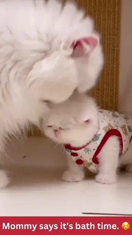 Cutest kitten ever!!! 🥹🥰#kittycat #kitten #kittensoftiktok #catsoftiktok #cats #animallove #lol #animals #funnypets #pet #nature #cute #funnyanimals #adorable #pets #animal #cutepetclub #fyp #PetsOfTikTok #adorableanimals #familyfriendly #socute #animalvideosforkids #kidfriendly #foryoupage #cuteanimals #cutepet #funnymemes #animalmemes #amusinganimals #trending #viral #kidfriendlycontent #animaltok 