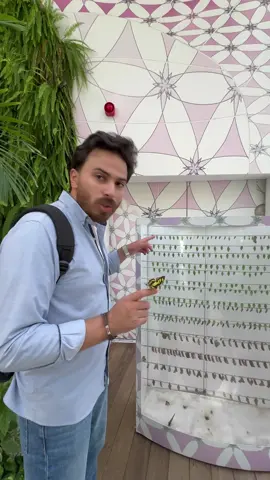 أول مرة بشوف ولادة فراشة ! عنجد شعور كثيييييير غريب بس حلو 🤍 	1.البيض: 	•	تضع الأنثى بيضها على أوراق النباتات. 	•	يختلف شكل وحجم البيض حسب نوع الفراشة. 	2.اليرقة (اليسروع): 	•	تخرج اليرقة من البيضة بعد فترة تتراوح بين أيام إلى أسابيع. 	•	تبدأ اليرقة فورًا في تناول الأوراق التي وُلدت عليها. 	•	تنمو بسرعة وتقوم بعملية تسلخ عدة مرات حيث يتخلص الجلد الخارجي. 	3.العذراء (الشرنقة): 	•	بعد فترة من النمو، تتوقف اليرقة عن الأكل وتبحث عن مكان مناسب لتكوين الشرنقة. 	•	تتحول اليرقة داخل الشرنقة إلى عذراء، وتحدث عملية تحول جذري حيث تتغير الأنسجة. 	4.الفراشة البالغة: 	•	بعد فترة زمنية تتراوح بين أيام إلى أسابيع، تخرج الفراشة البالغة من الشرنقة. 	•	تحتاج الفراشة البالغة لبعض الوقت لتجفيف أجنحتها قبل أن تبدأ بالطيران. 	5.التزاوج ووضع البيض: 	•	تبدأ الفراشة البالغة بالبحث عن شريك للتزاوج. 	•	بعد التزاوج، تقوم الأنثى بالبحث عن نبات مناسب لوضع بيضها عليه، لتبدأ دورة الحياة من جديد. دورة حياة الفراشة تتراوح بين شهر إلى عام، اعتمادًا على نوع الفراشة والظروف البيئية.