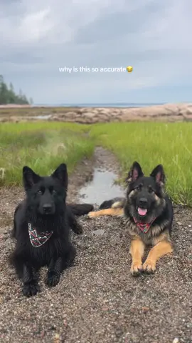 Wrigley is 100% dumb & happy & koda is absolutely smart & bitchy haha #dogs #girldog #boydog 