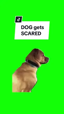 #CapCut DOG GETS SCARED. #greenscreen #greenscreenvideo #greenscreenoverlays #fyp #fypシ #fypage #fypppppppppppppppppppppppppppppppppppppppppppppppppppppppppppppppppppppp #fyppage #fypシ❤️💞❤️ #meme #memes #memestagram #freefirememe #memepage #viral #viralvideos #viralreels #viralvideo #viralpost #meme2024 #trend #trendy #trending #trendingreels #trendtiktok #trendingtiktok #trendy #viralmeme 