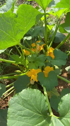 The squash be squashin’ 🩷🩷🤪 Dont judge my grass yall lol #gardening #gardentok #summersquash #tennessee #zone7bgardeners #zone7b #gardenlifebelike #gardenlife #ruralliving #ruralamerica 
