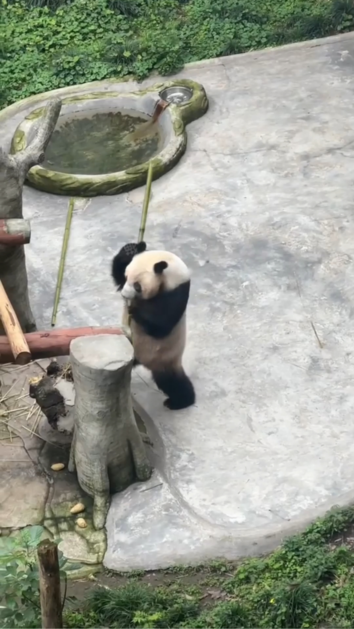 Kungfu Panda🐼#ypシ #panda #fyppppppppppppppppppppppp #summervibes #funnyvideo #😂 #pandas #funnyy #fypシ゚viral #fy #Panda #weekend #funnymoments #cuteanimals 
