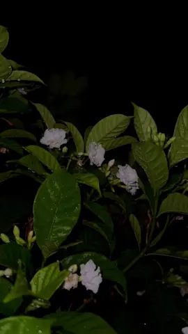 ڈھونڈو تو سکون خود میں ہی ہے، دوسروں میں تو صرف الجھنیں ہی ملیں گی۔🖤🥀#foryou #viralvideo #aikarielbees #naturevibes #tiktokpakistan #asthetic #trending 
