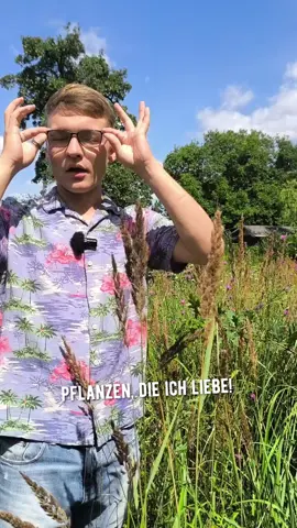 Pflanzen, die ich liebe! Part 42 Land-Reitgras (Calamagrostis epigejos) Entschuldigt bitte das ich die Pflanze die ganze Zeit Land-Reitergras nenne, ich hab mir das vor 4 Jahren mal so gemerkt und jetzt bekomme ich es nicht mehr aus dem Kopf. #naturgarten  #biodiversität  #insektenparadies #insektensterben #vögel #lebensraum #insektenfreundlich #schmetterlinge #raupenfutter #raupen #eier #vögel 