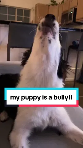 im getting bullied over here #bordercollie #puppy #rescuedog #dogsofttiktok #dogtok #cutedog #puppylove #funnydogs #dogdad